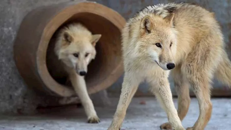 الإمارات.. مركز بحثي يكشف عن أول "ذئاب عربية" مستنسخة