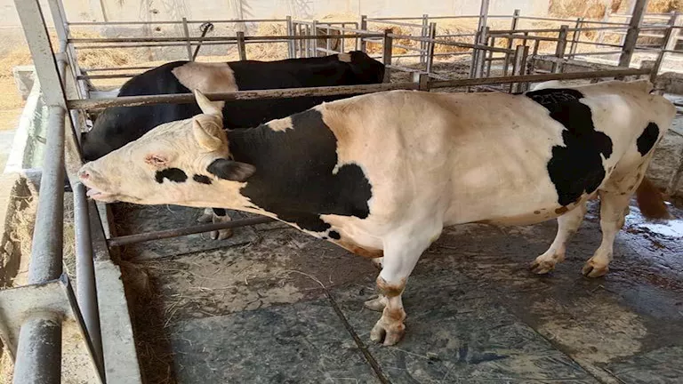 "الزراعة": إصدار أكثر من 800 ترخيص تشغيل لأنشطة الإنتاج الحيواني في نوفمبر