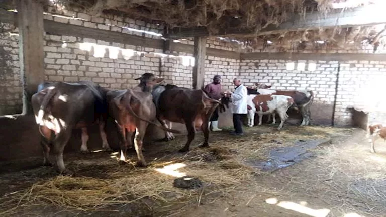 الزراعة: تحصين أكثر من 7.5 مليون رأس ماشية ضد الحمى القلاعية وحمى الوادي المتصدع