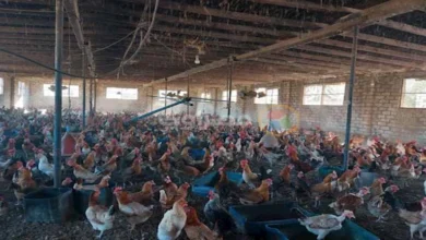 الزراعة: حملات مكثفة لتعزيز الأمن الحيوي في قطاع الدواجن