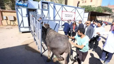 بعد افتتاح أحدهما.. لماذا لجأت التنمية المحلية لإقامة مجازر متنقلة؟