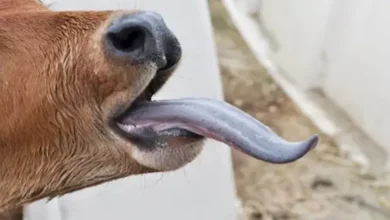 تفشٍّ مفاجئ لفيروس اللسان الأزرق بين الأبقار في أيرلندا الشمالية.. هل يصيب البشر؟