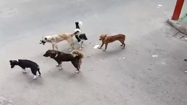 نقابة الأطباء البيطريين: لا توجد أي علامات مميزة تظهر على الكلاب المسعورة في الشوارع