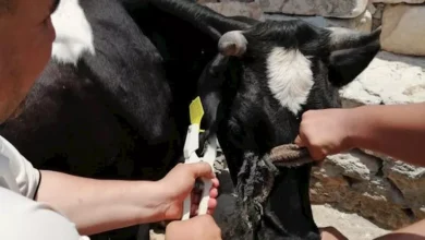 الزراعة: أكثر من 8.1 مليون جرعة تحصين ضد الحمى القلاعية والوادي المتصدع