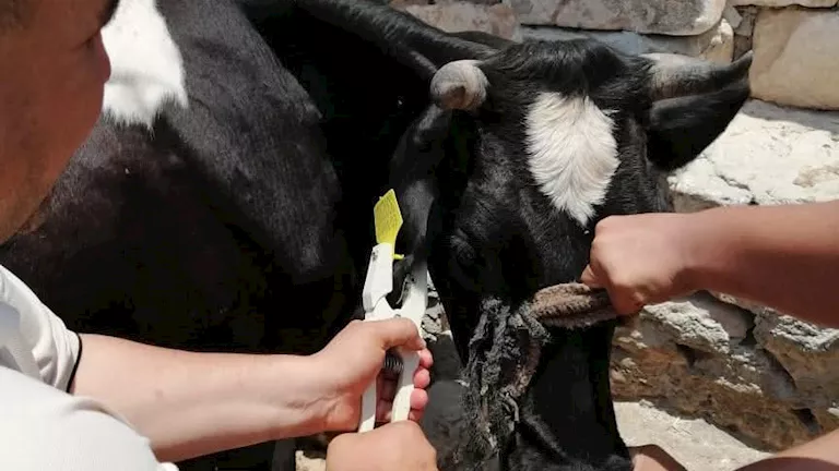 الزراعة: أكثر من 8.1 مليون جرعة تحصين ضد الحمى القلاعية والوادي المتصدع