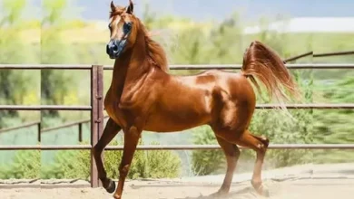 الزراعة: إعادة فتح السوق الأردني أمام صادرات مصر من الخيول الأصيلة