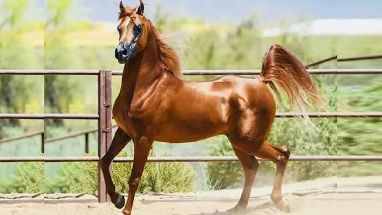 الزراعة: إعادة فتح السوق الأردني أمام صادرات مصر من الخيول الأصيلة