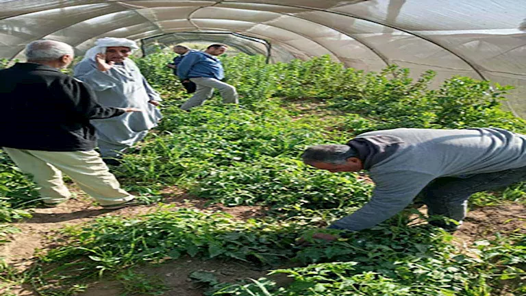 "الزراعة" تتابع منظومة مكافحة النمل الأبيض في الصعيد