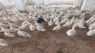 "الزراعة": تحصين 1.35 مليون طائر خلال نوفمبر.. وتفاصيل استعدادات الشتاء