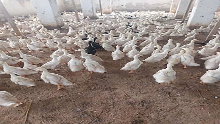 "الزراعة": تحصين 1.35 مليون طائر خلال نوفمبر.. وتفاصيل استعدادات الشتاء