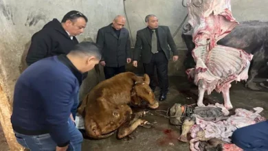 الزراعة: ضبط 189 طن لحوم غير صالحة.. ومداهمة سلخانة غير مرخصة