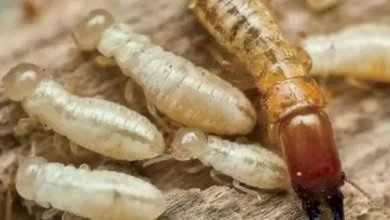 النمل الأبيض.. "الزراعة" تكشف دلالات ظهوره وهل يمثل خطورة على المبان؟