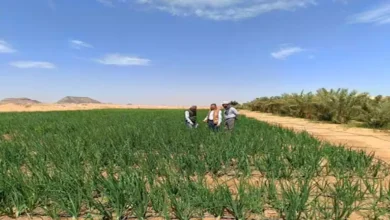 "بحوث الصحراء" يختتم سلسلة حقلية لدعم الزراعة المستدامة في توشكى والوادي