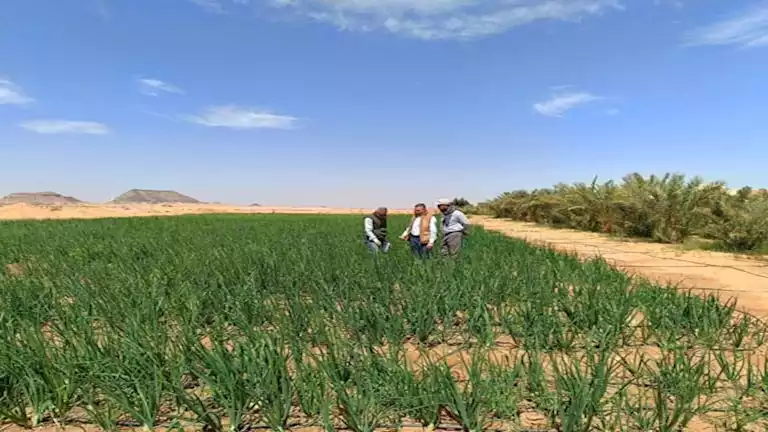"بحوث الصحراء" يختتم سلسلة حقلية لدعم الزراعة المستدامة في توشكى والوادي