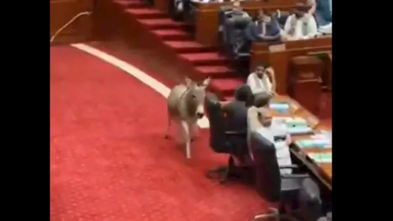 بعد انتشاره.. ما حقيقة فيديو اقتحام حمار للبرلمان الباكستاني؟