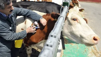 تحقيق عاجل بشأن انتشار الحمى القلاعية بين الأبقار في لبنان