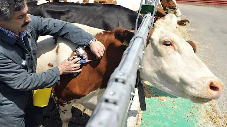 تحقيق عاجل بشأن انتشار الحمى القلاعية بين الأبقار في لبنان