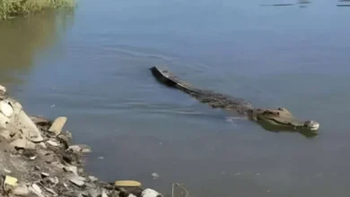 خبير صحة حيوانية يكشف السبب وراء ظهور تمساح الشرقية