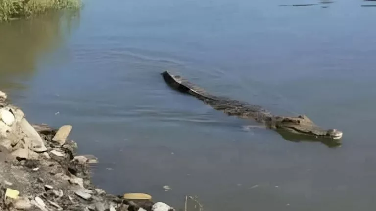 خبير صحة حيوانية يكشف السبب وراء ظهور تمساح الشرقية