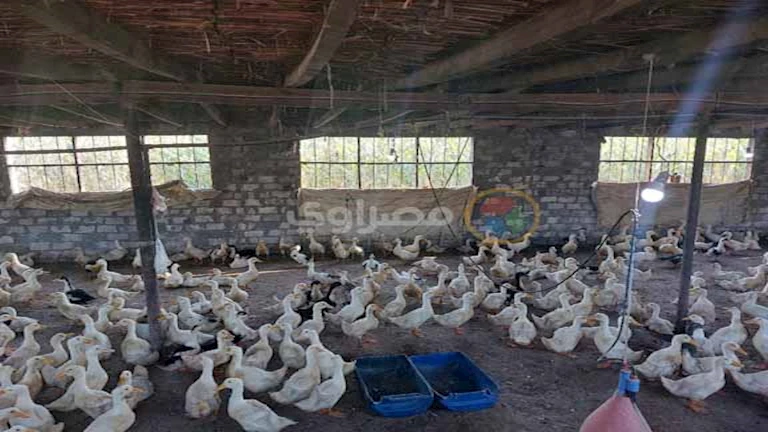 شعبة الدواجن تكشف حقيقة وجود الفراخ السردة بالأسواق