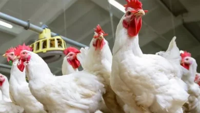 نشرة التوك شو| تفاصيل توطين صناعة الهواتف.. واتحاد الدواجن يحذر من انخفاض الأسعار