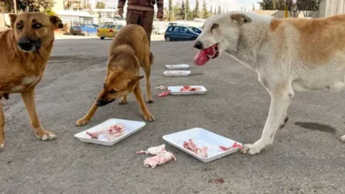 نقيب البيطريين يكشف لأول مرة أعداد الكلاب الضالة في مصر