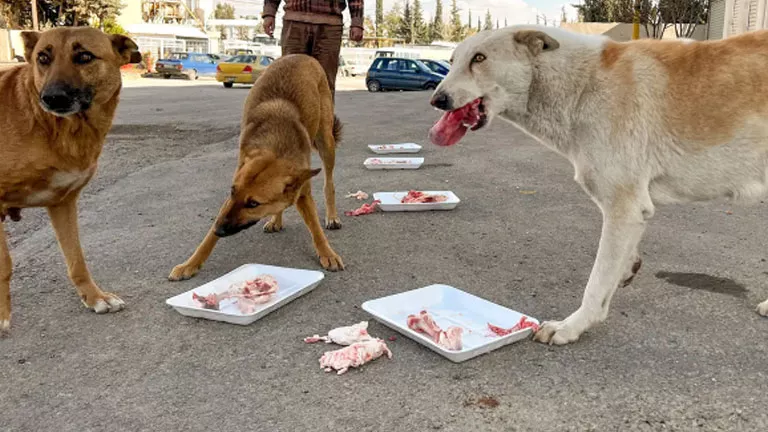 نقيب البيطريين يكشف لأول مرة أعداد الكلاب الضالة في مصر